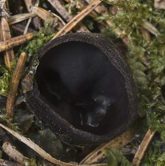 misôčka černastá Pseudoplectania nigrella (Pers.) Fuckel