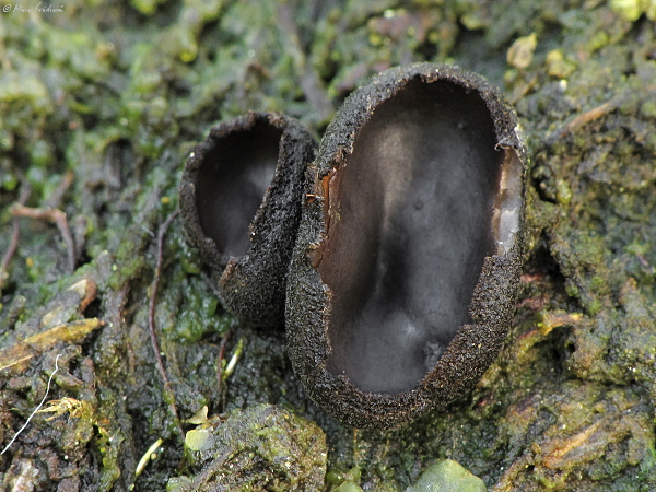 misôčka černastá Pseudoplectania nigrella (Pers.) Fuckel