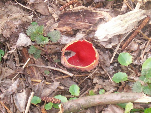 ohnivec šarlátový Sarcoscypha coccinea (Gray) Boud.