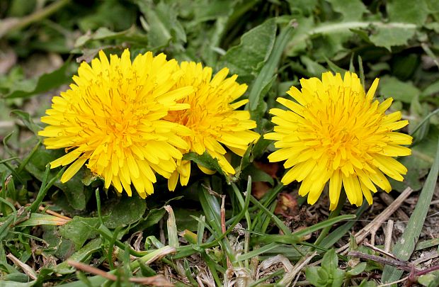 púpava lekárska Taraxacum officinale (L.) Weber ex F.H.Wigg