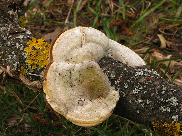 trúdnikovec chlpatý Trametes hirsuta (Wulfen) Lloyd