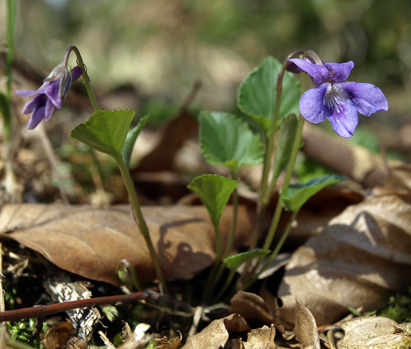 fialka Viola sp.