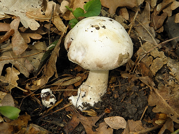 pečiarka Agaricus sp.