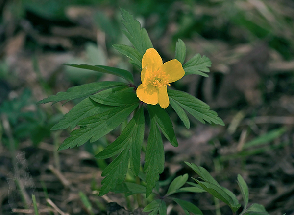 veternica iskerníkovitá Anemone ranunculoides L.