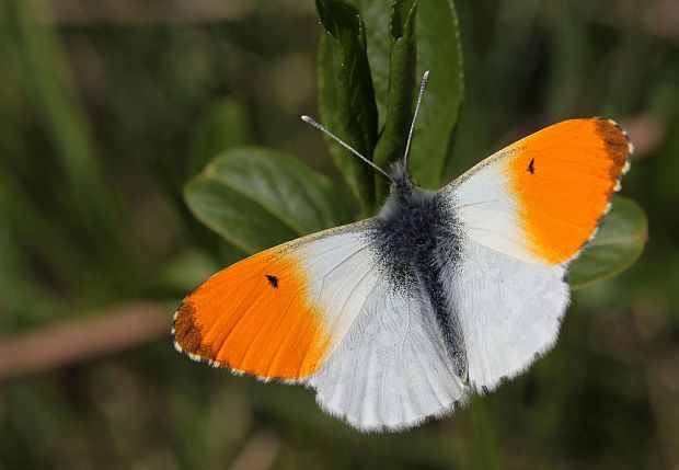 mlynárik žeruchový Anthocharis cardamines (Linnaeus, 1758)