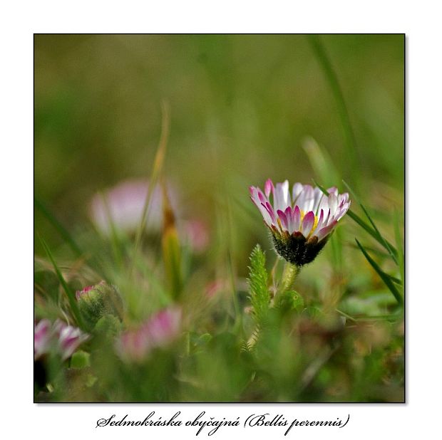 sedmokráska obyčajná Bellis perennis L.