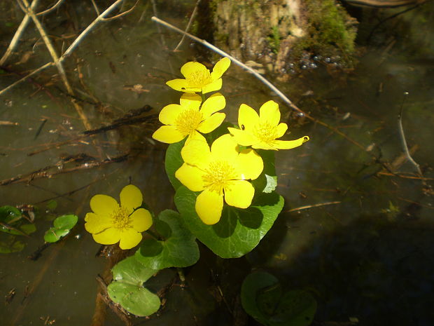 záružlie močiarne Caltha palustris L.