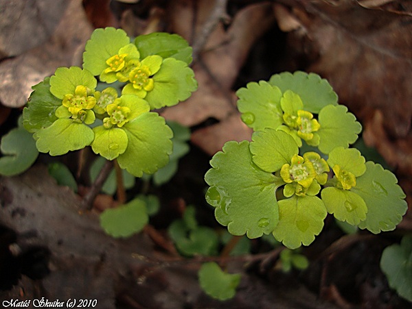 slezinovka striedavolistá Chrysosplenium alternifolium L.