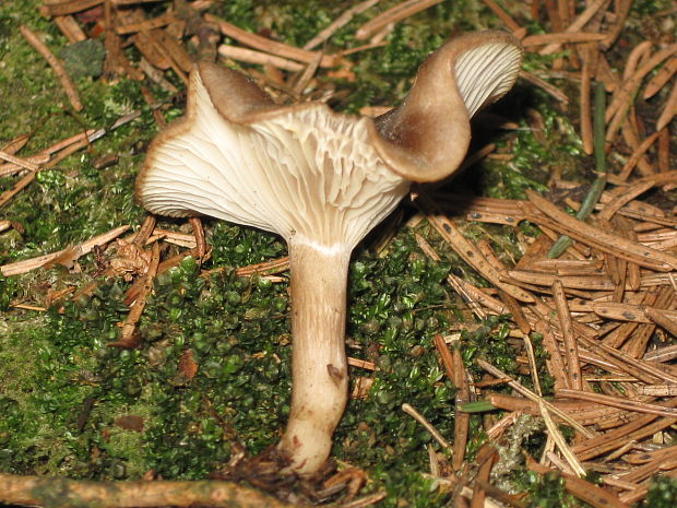 strmuľka Clitocybe radicellata Gillet