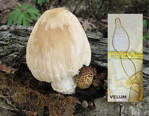 hnojník okrový Coprinellus domesticus (Bolton) Vilgalys, Hopple & Jacq. Johnson