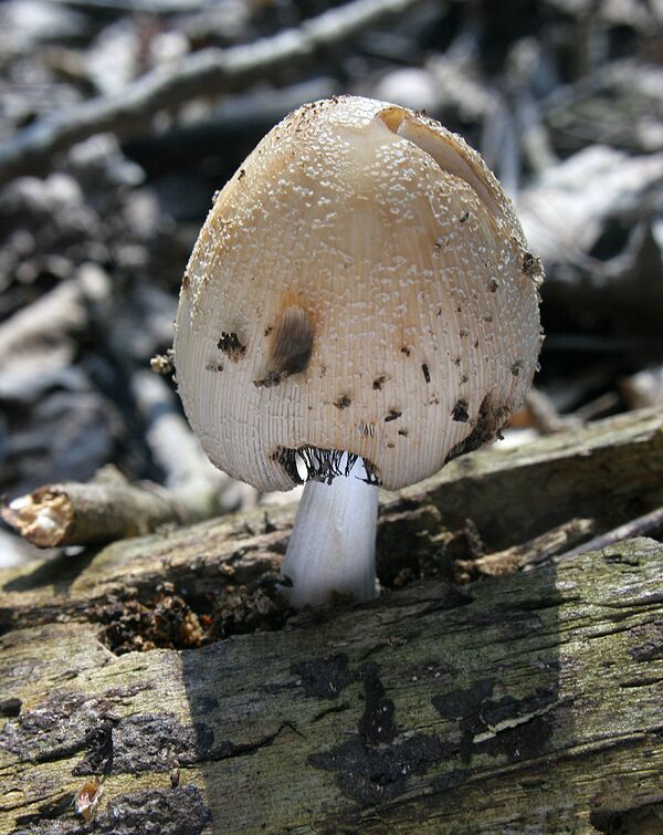 hnojník Coprinus sp.