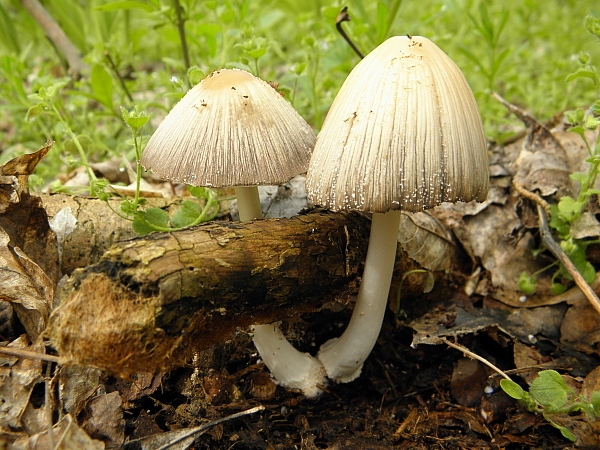 hnojník Coprinus sp.