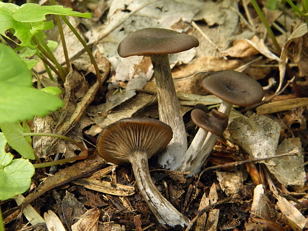 hodvábnica Entoloma sericeoides (J.E. Lange) Noordel.