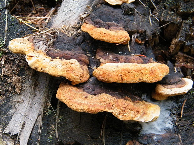 trámovka anízová Gloeophyllum odoratum (Wulfen) Imazeki