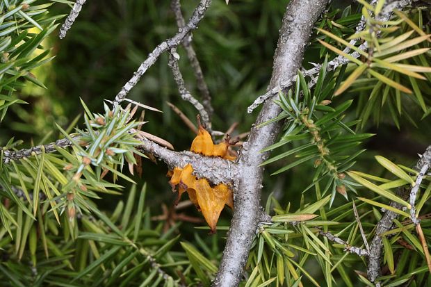 hrdzavka Gymnosporangium sp.