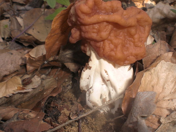 ušiak obrovský Gyromitra gigas (Krombh.) Cooke