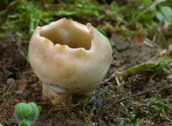 chriapač sosnový Helvella leucomelaena (Pers.) Nannf.