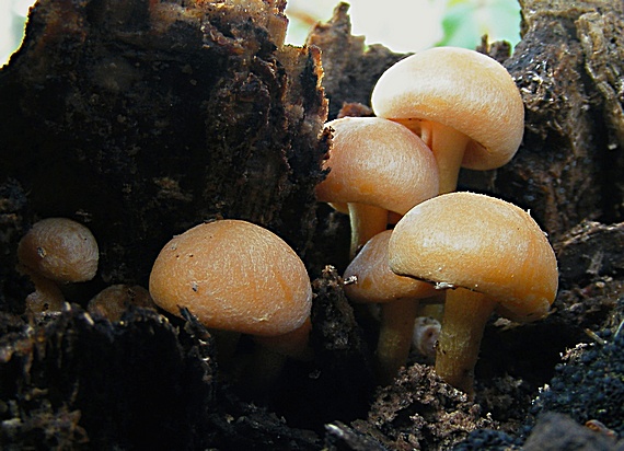 strapcovka zväzkovitá Hypholoma fasciculare (Huds.) P. Kumm.