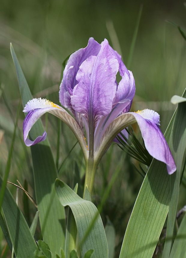 kosatec nízky Iris pumila L.