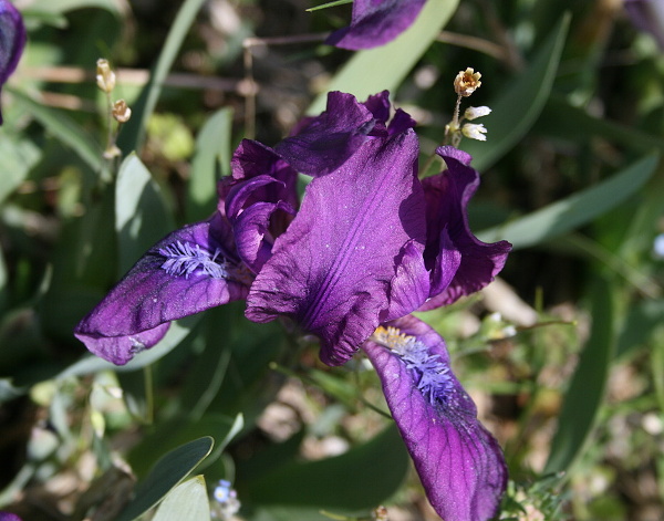 kosatec nízký Iris pumila L.