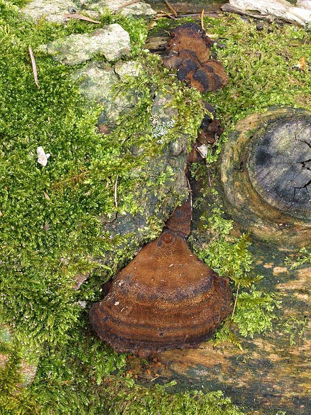 láziochlena obyčajná Ischnoderma benzoinum (Wahlenb.) P. Karst.