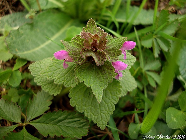 hluchavka purpurová Lamium purpureum L.