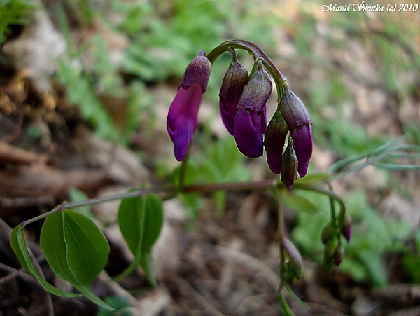 hrachor jarný Lathyrus vernus (L.) Bernh.