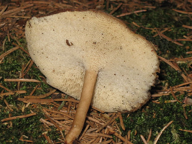 trúdnik zimný Lentinus brumalis (Pers.) Zmitr.