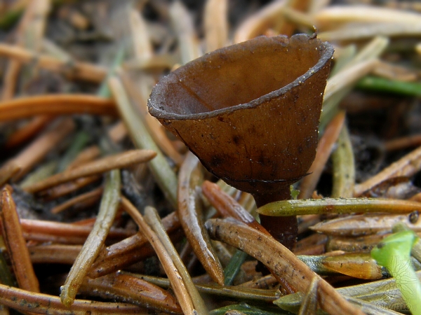 monilínia bobuľová Monilinia baccarum (J. Schröt.) Whetzel