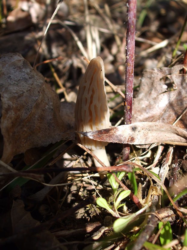 smrčok kužeľovitý - môj prvý Morchella conica Pers.