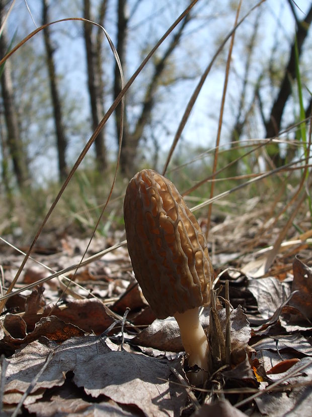 smrčok kužeľovitý Morchella conica Pers.