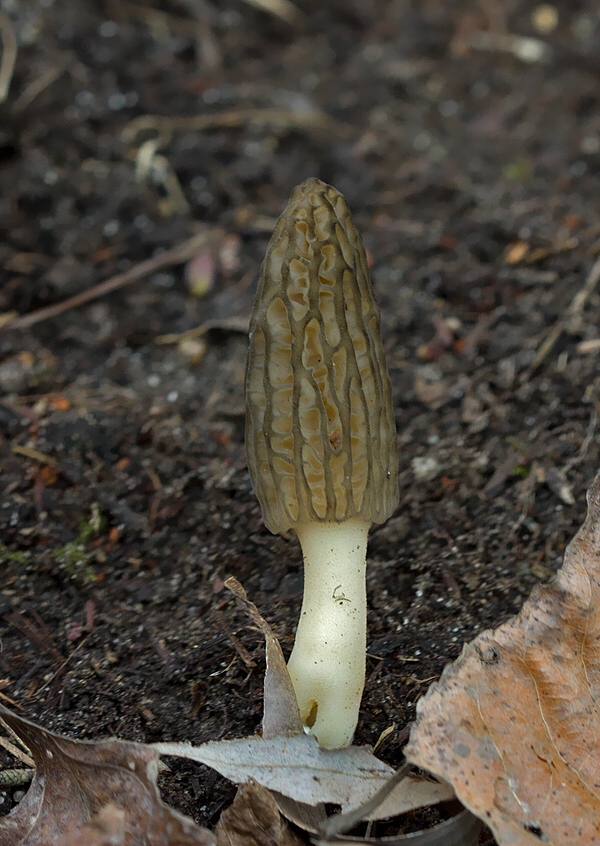 smrčok kužeľovitý Morchella conica Pers.