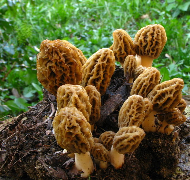 smrčok jedlý Morchella esculenta (L.) Pers.