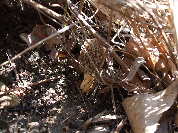 smrčok jedlý Morchella esculenta (L.) Pers.