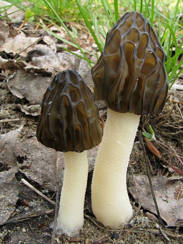 smrčok hybridný Morchella semilibera DC.