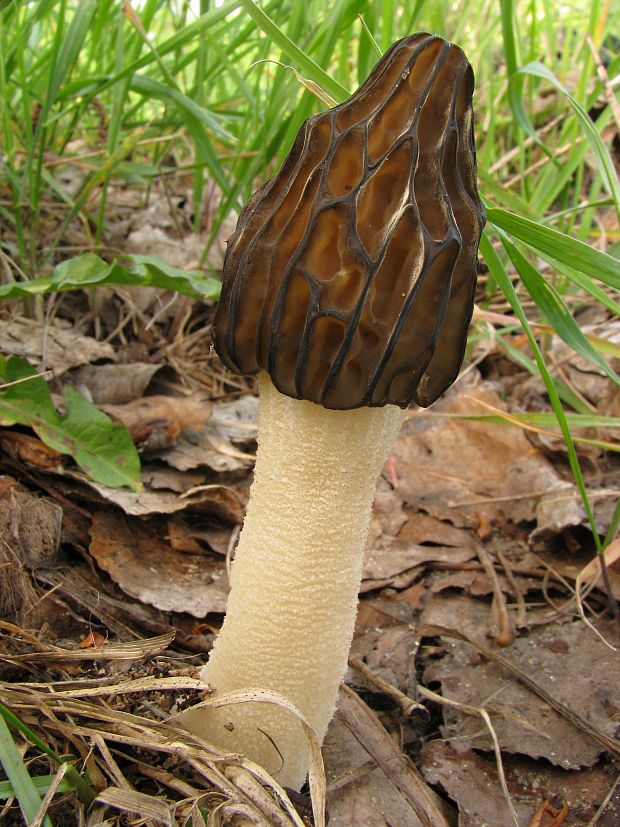 smrčok hybridný Morchella semilibera DC.