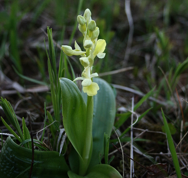 vstavač bledý Orchis pallens L.