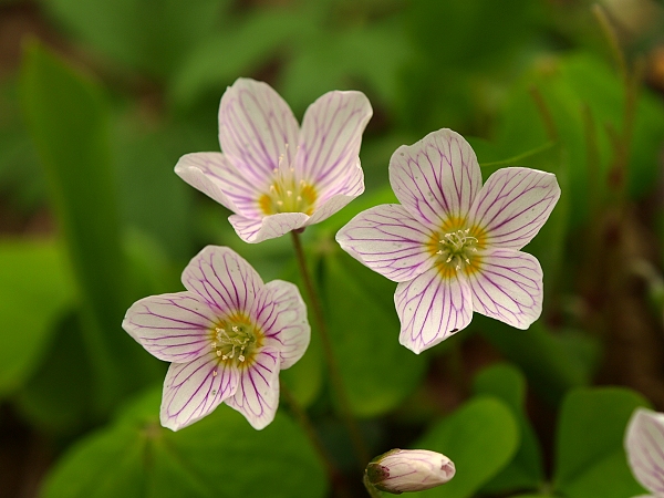 kyslička obyčajná Oxalis acetosella L.