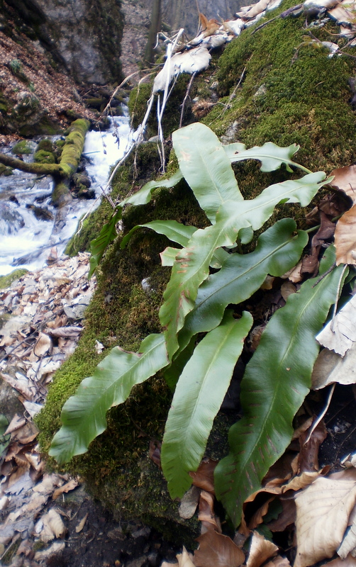 jelení jazyk Phyllitis scolopendrium (L.) Newman