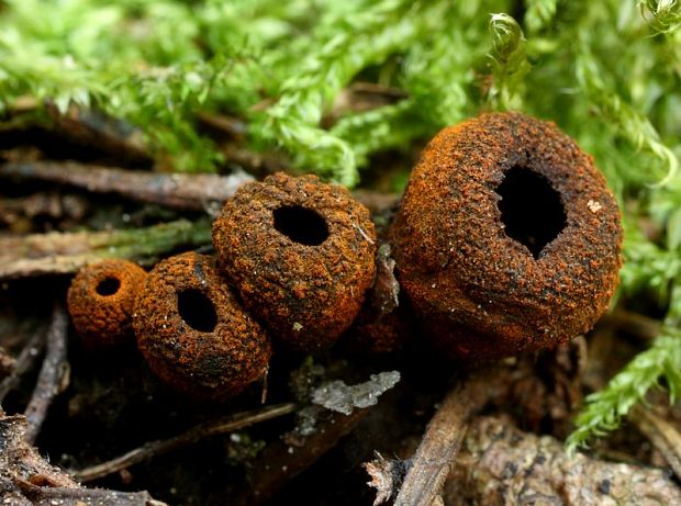 pakorienkovka čierna Plectania melastoma (Sowerby) Fuckel