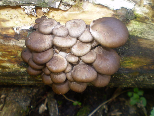 hliva ustricovitá Pleurotus ostreatus (Jacq.) P. Kumm.