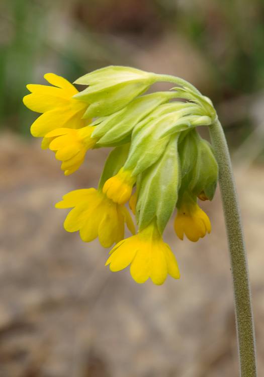 prvosienka jarná Primula veris L.