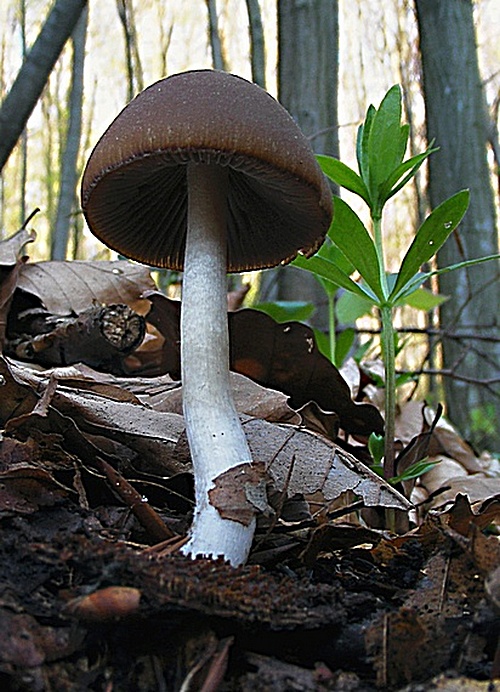 drobuľka Psathyrella sp.