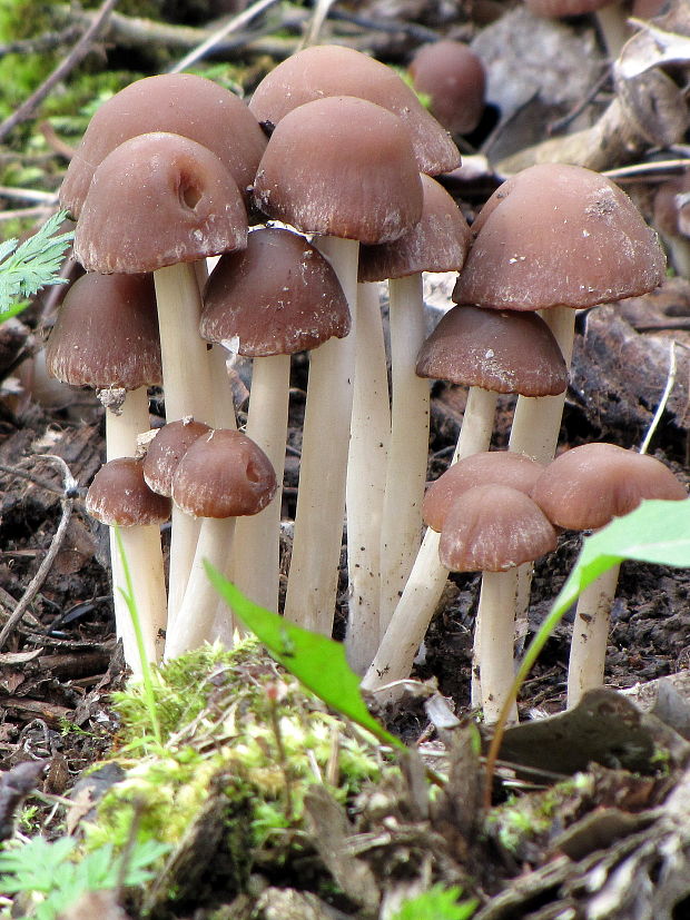 drobuľka Psathyrella sp.