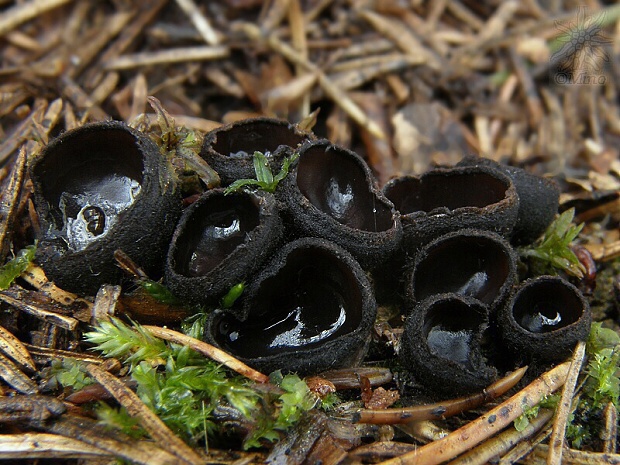 misôčka černastá Pseudoplectania nigrella (Pers.) Fuckel