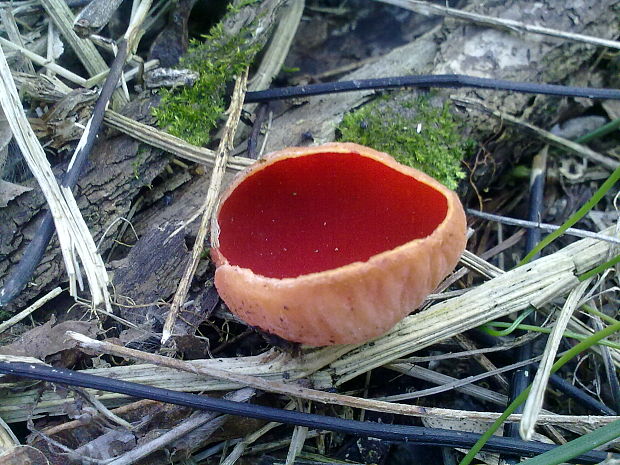 ohnivec šarlátový Sarcoscypha coccinea (Gray) Boud.