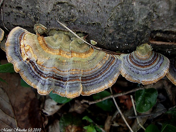 trúdnikovec pestrý Trametes versicolor (L.) Lloyd