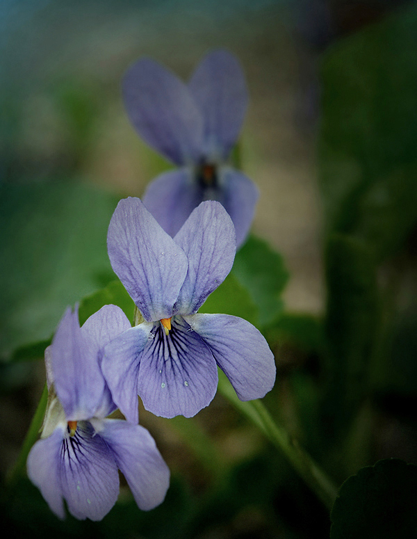 fialka Viola sp.