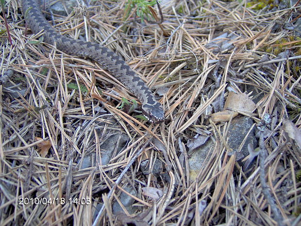 vretenica severna Vipera berus