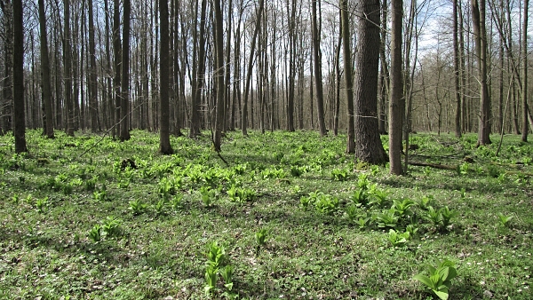 biotop smrčkovce českého-kačenky čenské